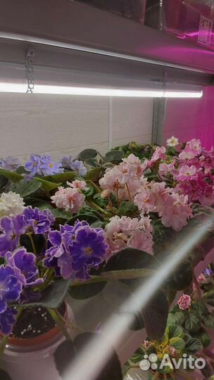 Детки сортовых фиалок