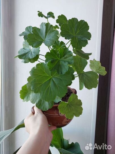 Пеларгония розебудная