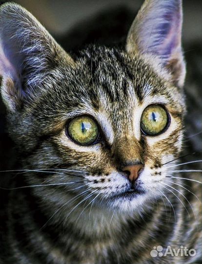 Алмазная мозаика