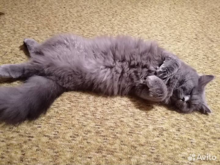 Кошка британка