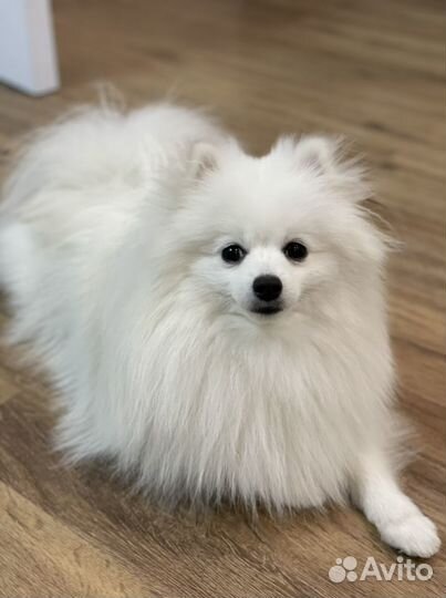 Белый шпиц вязка