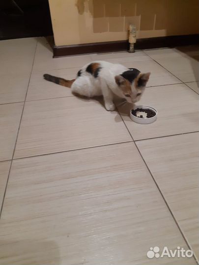 Домашние животные кошки