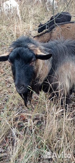 Козлы на племя