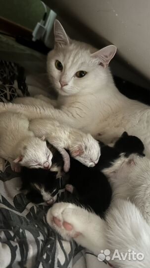 Котята турецкой ангоры