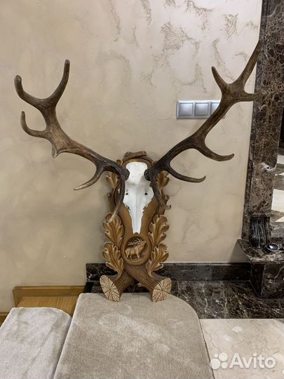 Настенное панно, рога лося, на стену, медальон