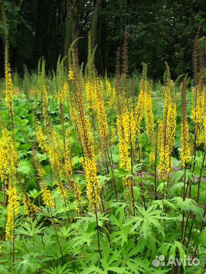 Бузульник Пржевальского, Вербейник Златовласка