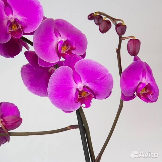 Орхидея фаленопсис фиолетовая