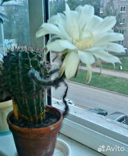 Алоэ остистое Кактус Маммиллярия Эхинопсис Опунция