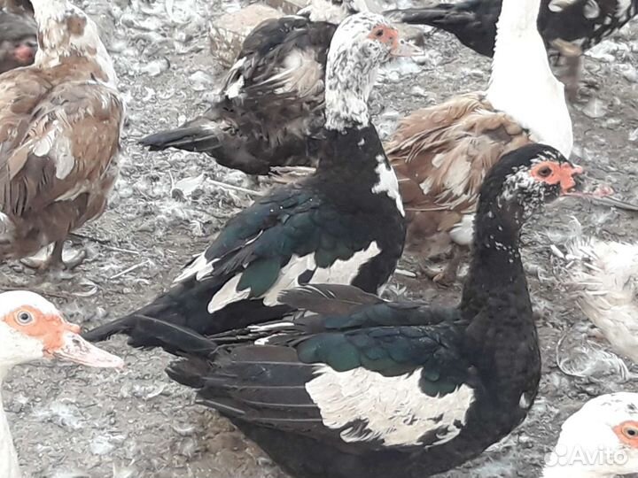 Утки мускусные на племя