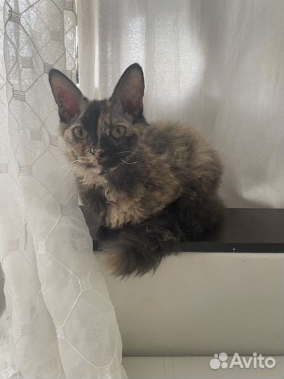 Кошка в дар