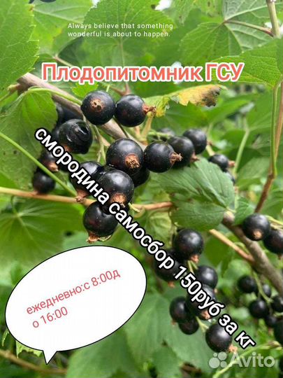 Сбор плодовоягодных культур