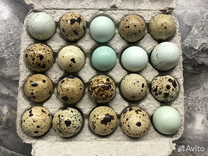Яйца перепелиные