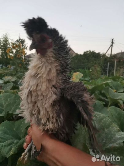 Карликовые куры породы 