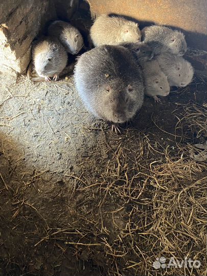 Нутрии на племя