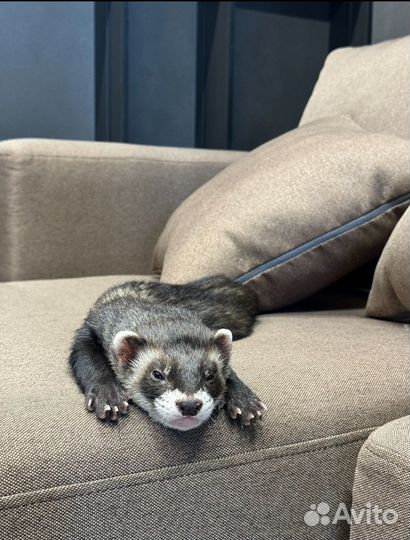 Домашний хорек