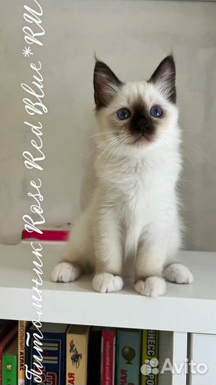 Котята священная бирма