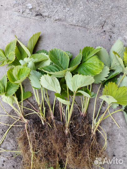 Клубника лучшие сорта