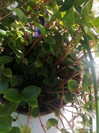 Комнатные растения