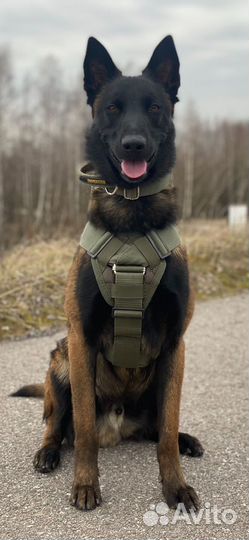 Кобель малинуа