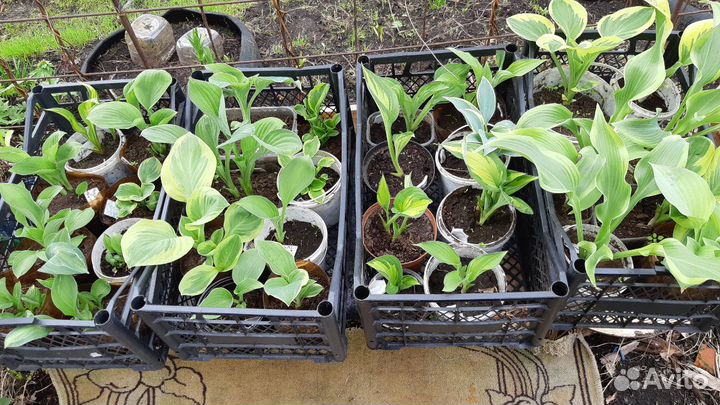 Декоративнолиственные растения. Хосты