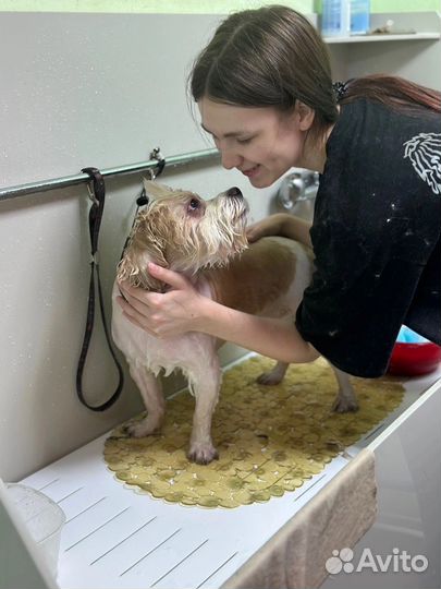 Стрижка собак и кошек