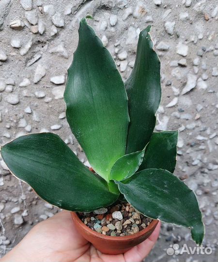 Сансевиерия Стар Роуз