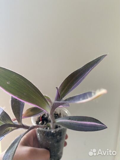 Сеткреазия вариегатная