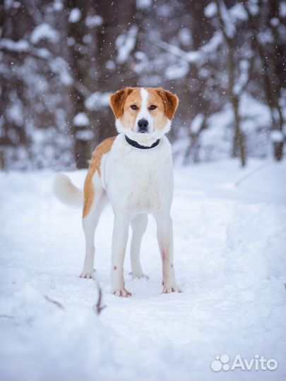 Молодой, ласковый мальчишка. Дружит с детьми