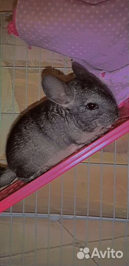 Шиншилла с клеткой