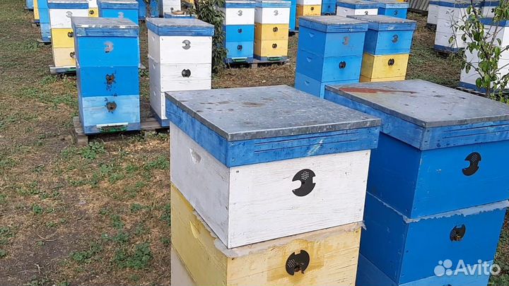 Продается пасека