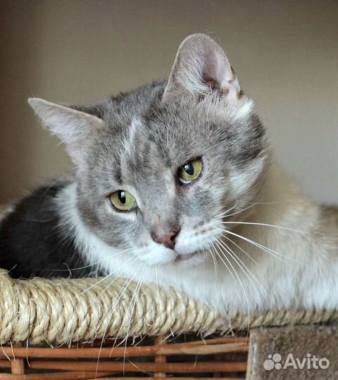 Ласковый говорящий кот в добрые руки