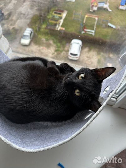 Котик подросток