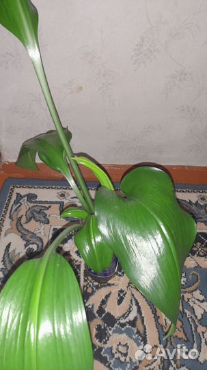 Эухарис амазонская лилия