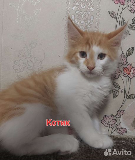 Котята мейн-кун