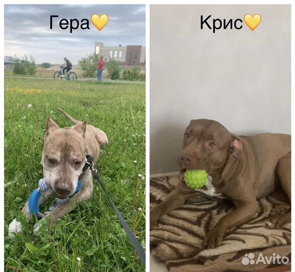 Передержка собак, хорьков