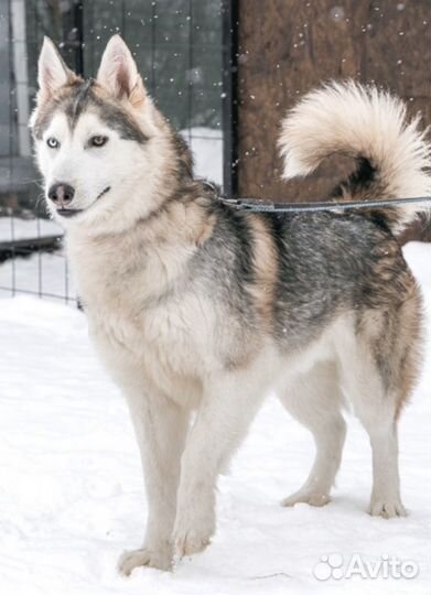 Близкий метис хаски