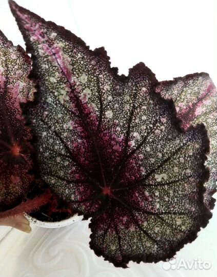 Новинки Сорта ел- км