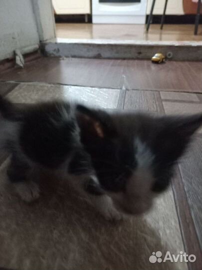 Котенок ищет хозяина
