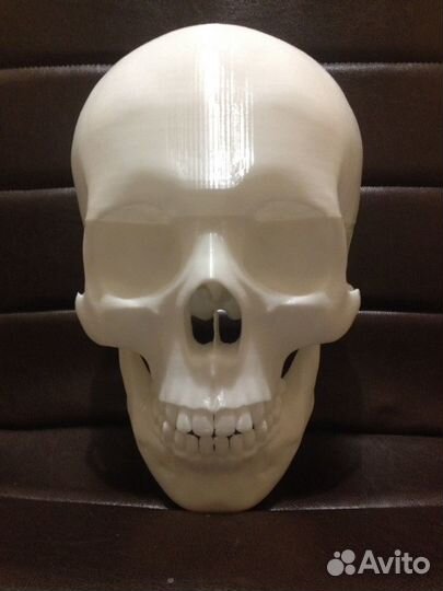 Череп человека в натуральную велечину