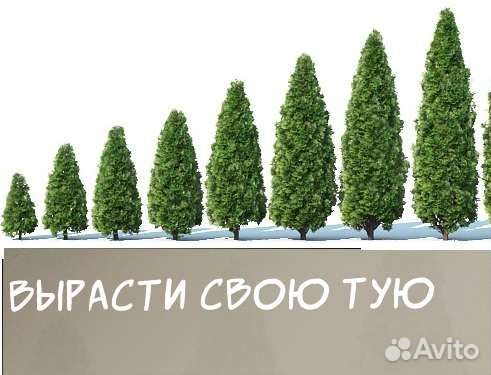 Туя западная Смарагд, Брабант