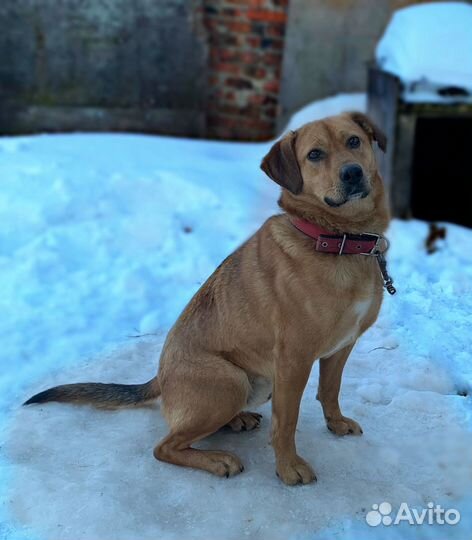 В добрые руки