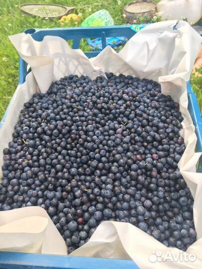 Черника ягода свежая