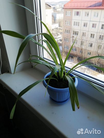 Хлорофитум