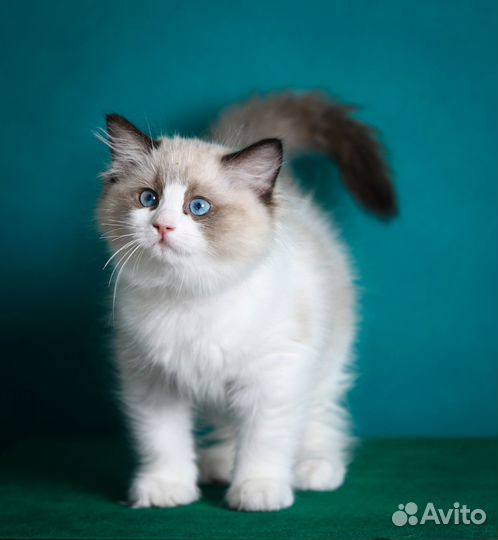 Котята рэгдолл