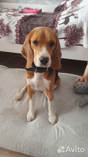 Бигль девочка