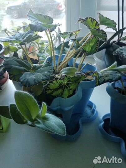 Бегония тигровая