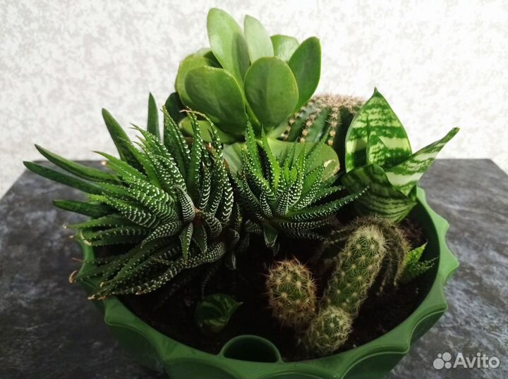 Комнатные домашние растения