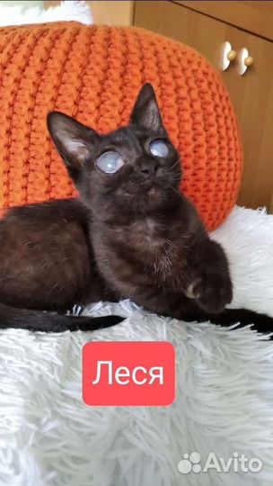 Слепой котенок девочка