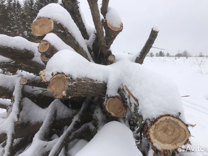 Стволы можжевельника