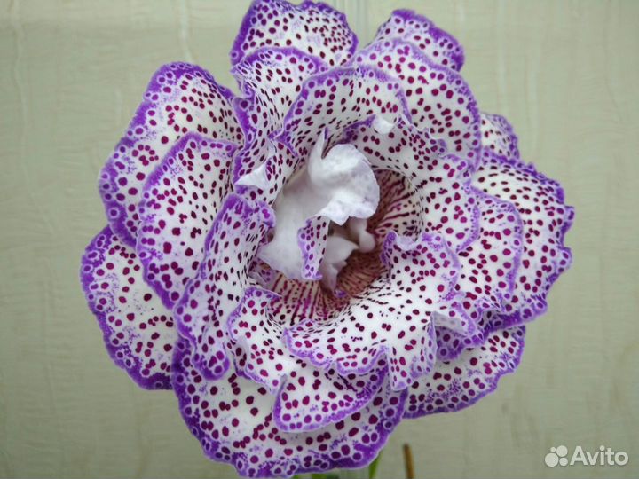 Клубни глоксиний